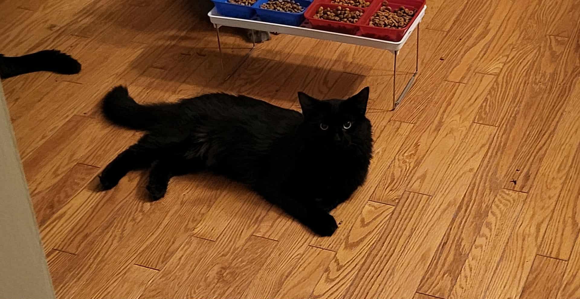 Enlarge Solo (m) 2yrs old Black DMH, a Adoptable Domestic Medium Hair in Ottawa, ON image 3/6