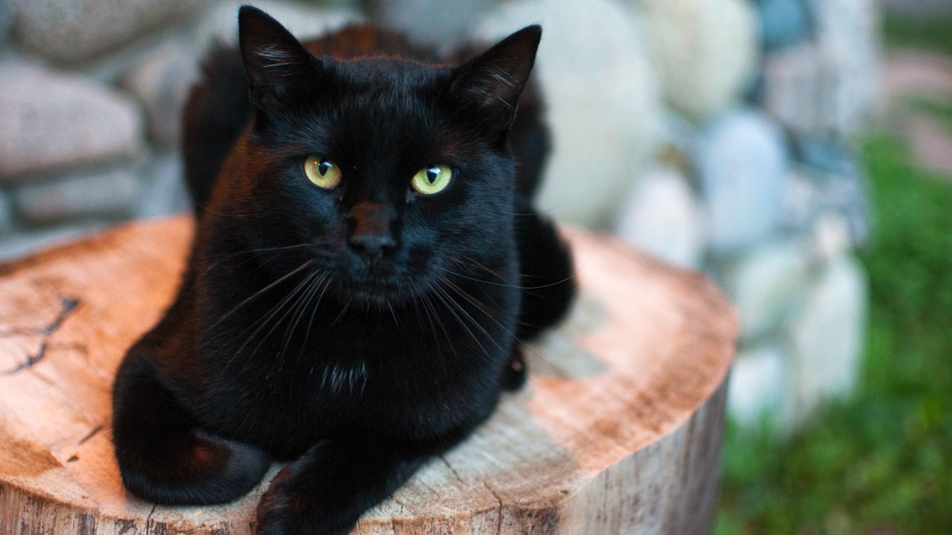 Enlarge Solo (m) 2yrs old Black DMH, a Adoptable Domestic Medium Hair in Ottawa, ON image 4/6