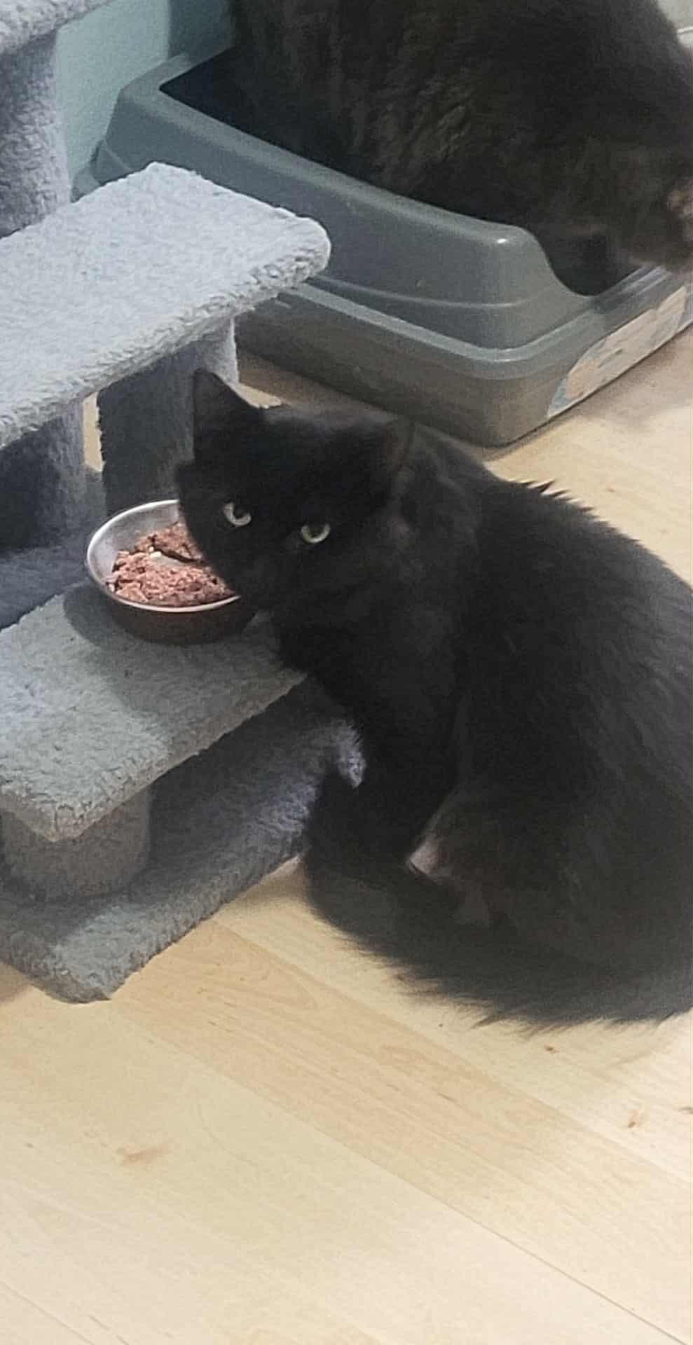 Enlarge Solo (m) 2yrs old Black DMH, a Adoptable Domestic Medium Hair in Ottawa, ON image 5/6