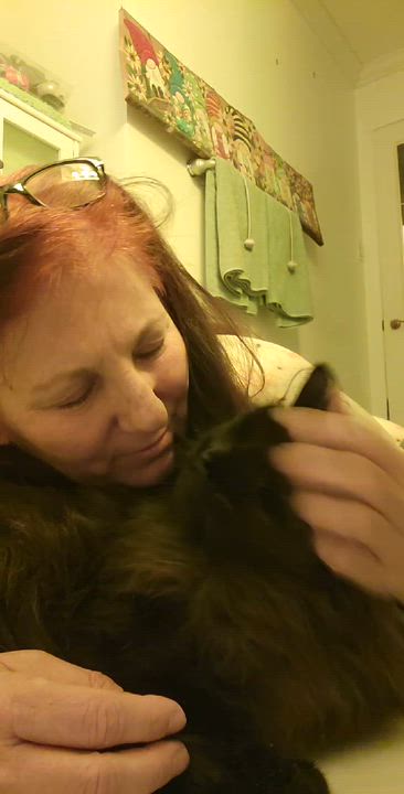 Enlarge Solo (m) 2yrs old Black Norwegian , a Adoptable Norwegian Forest Cat in Ottawa, ON video 4/5