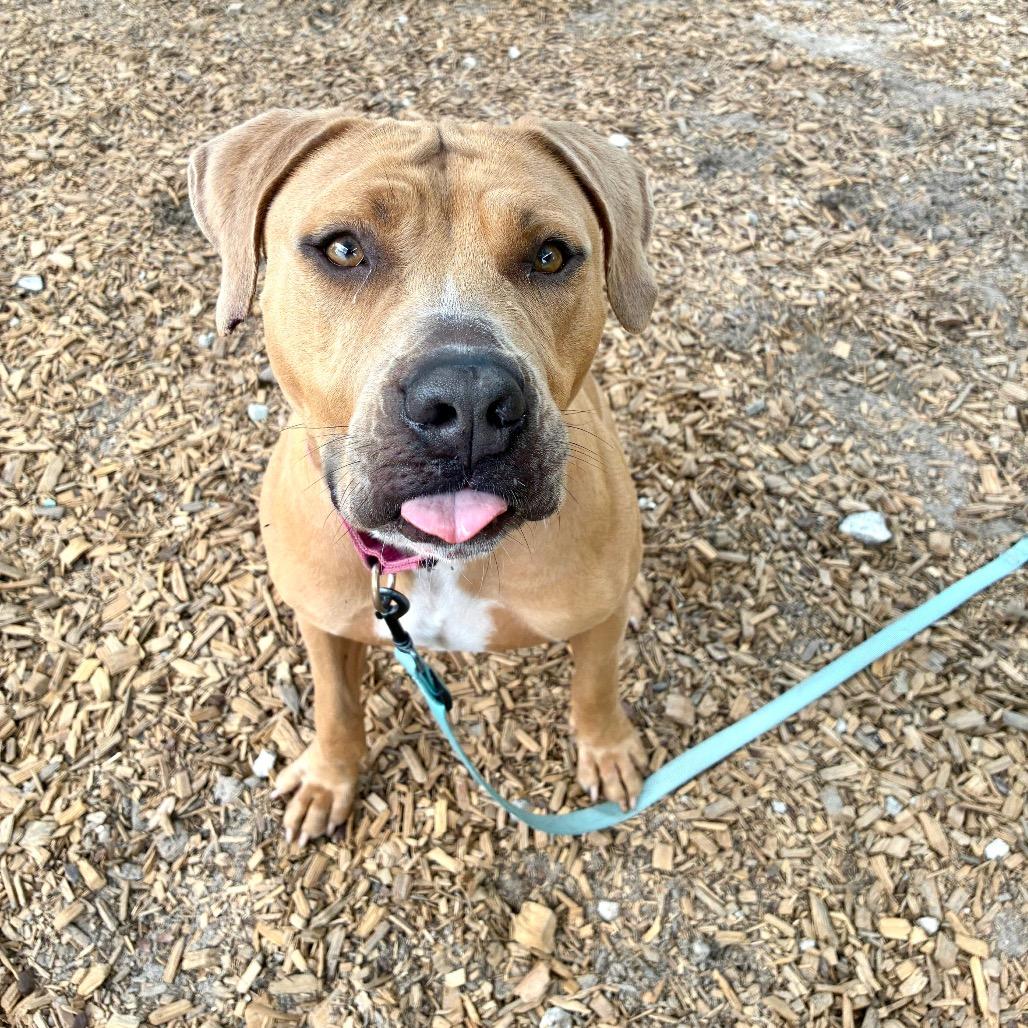 Elizabeth, a Adoptable Mixed Breed in Jacksonville, FL image 1/5