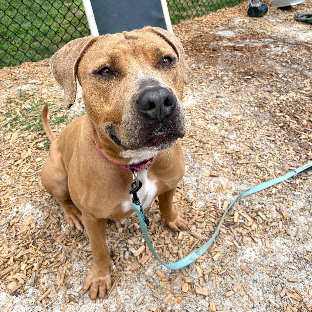 Elizabeth, a Adoptable Mixed Breed in Jacksonville, FL image 2/5
