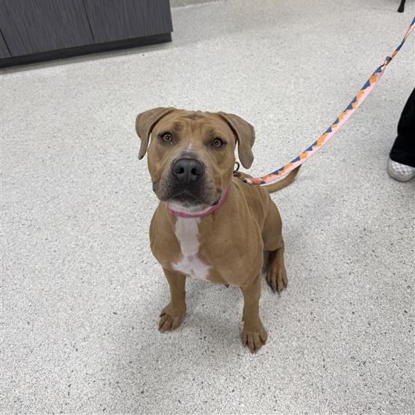 Elizabeth, a Adoptable Mixed Breed in Jacksonville, FL image 3/5