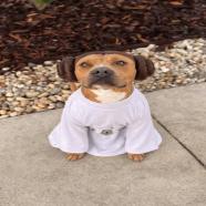 Elizabeth, a Adoptable Mixed Breed in Jacksonville, FL image 4/5