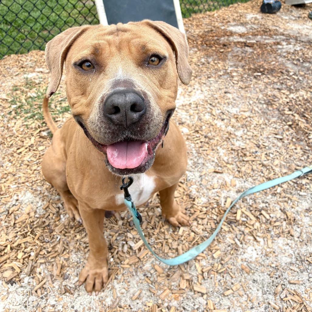 Elizabeth, a Adoptable Mixed Breed in Jacksonville, FL image 5/5