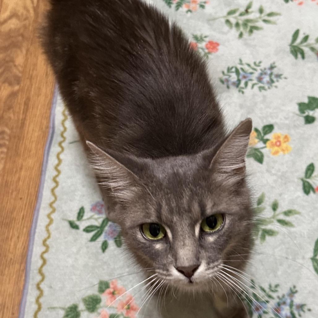 Poet, a Adoptable Domestic Medium Hair in Costa Mesa, CA image 1/3
