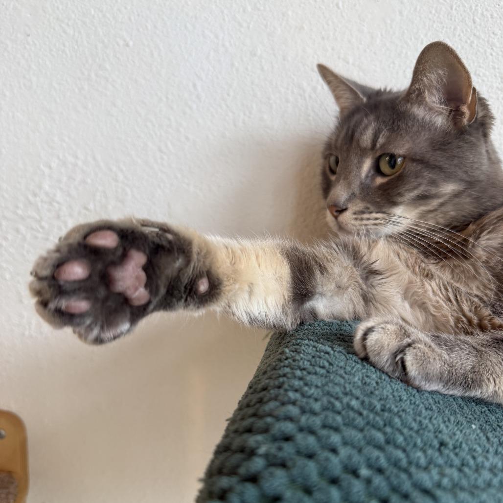 Poet, a Adoptable Domestic Medium Hair in Costa Mesa, CA image 2/6