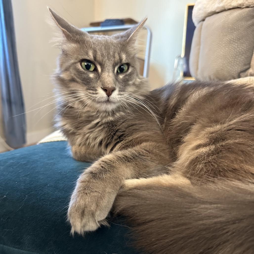Poet, a Adoptable Domestic Medium Hair in Costa Mesa, CA image 3/6