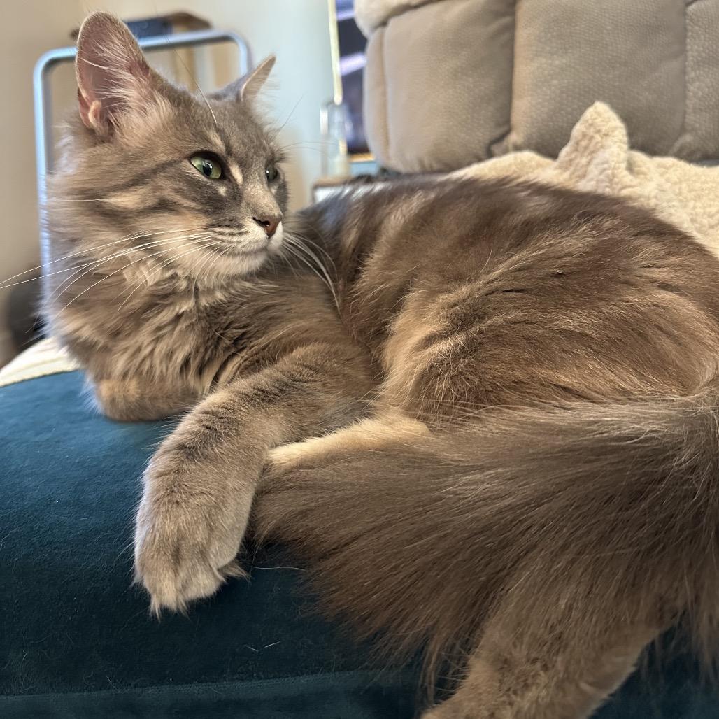 Poet, a Adoptable Domestic Medium Hair in Costa Mesa, CA image 4/6