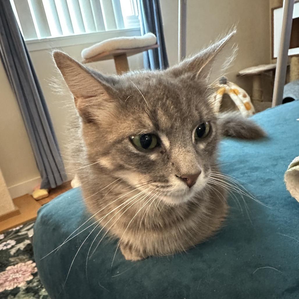 Poet, a Adoptable Domestic Medium Hair in Costa Mesa, CA image 2/3