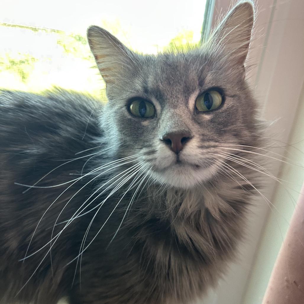 Poet, Adoptable, Young Female Domestic Medium Hair.