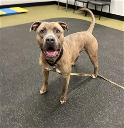 Enlarge DASHER, a Adoptable mixed breed in Omaha, NE image 1/1