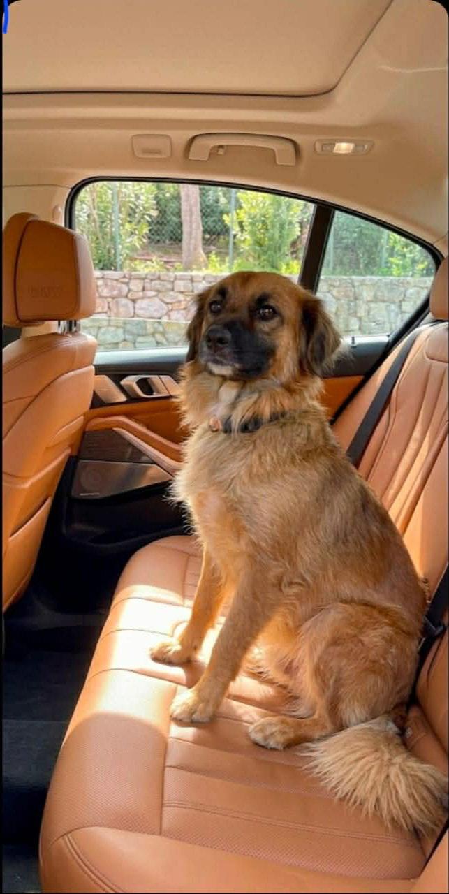 Enlarge King, a Adoptable mixed breed in Escondido, CA image 1/3