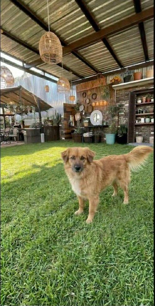 Enlarge King, a Adoptable mixed breed in Escondido, CA image 3/3