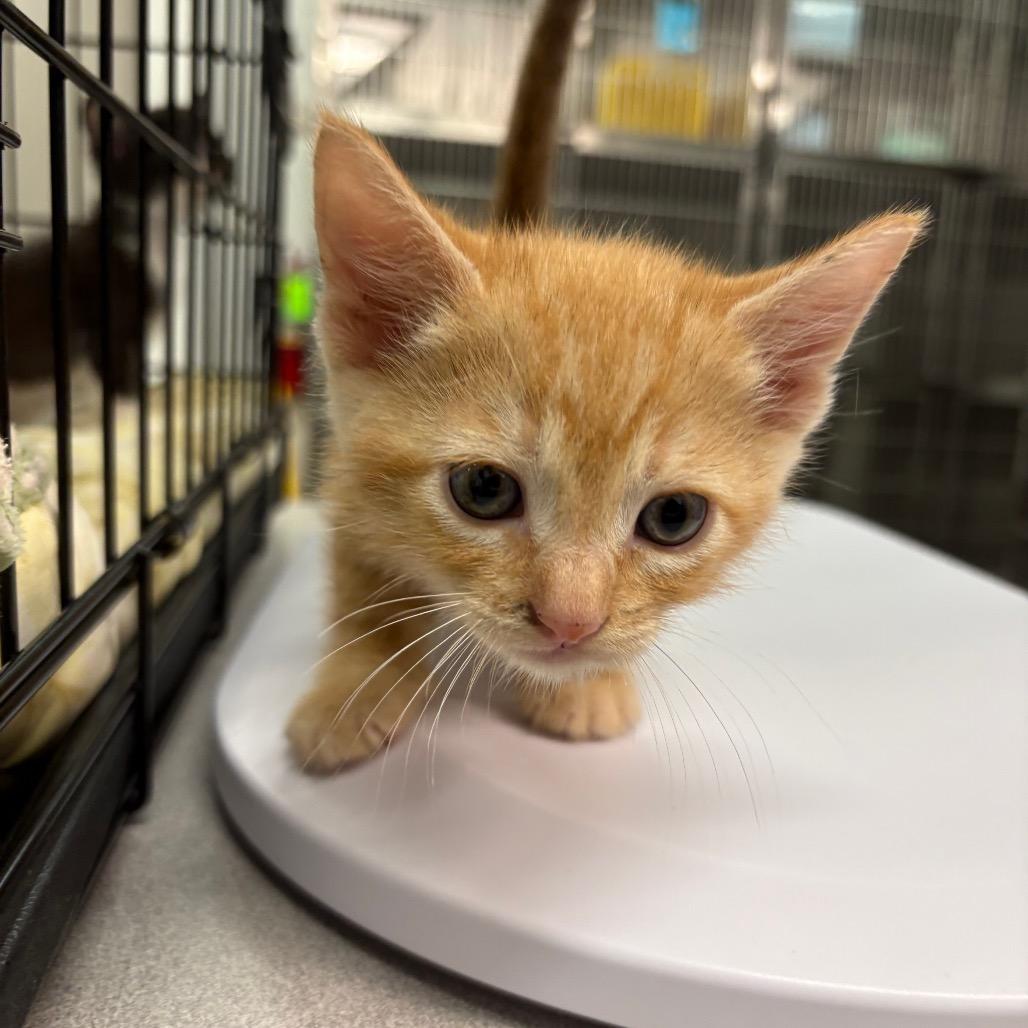 Enlarge Bormir, a Adoptable Domestic Short Hair in Manhattan, KS image 1/1