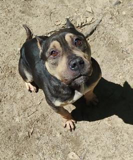 Queen, Adoptable, Adult Female Mixed Breed & Mixed Breed.