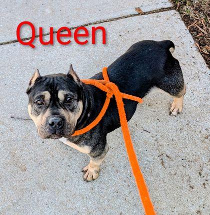Enlarge Queen, a Adoptable Mixed Breed in Spartanburg, SC image 1/3