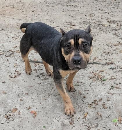 Queen, Adoptable, Adult Female Mixed Breed & Mixed Breed.