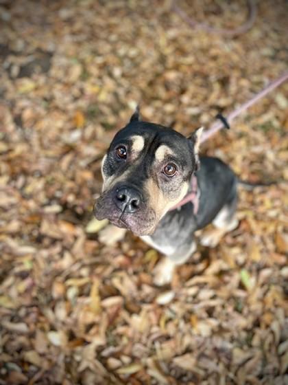 Queen, a Adoptable Mixed Breed in Spartanburg, SC image 3/3