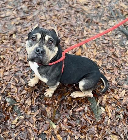 Enlarge Queen, a Adoptable Mixed Breed in Spartanburg, SC image 2/3