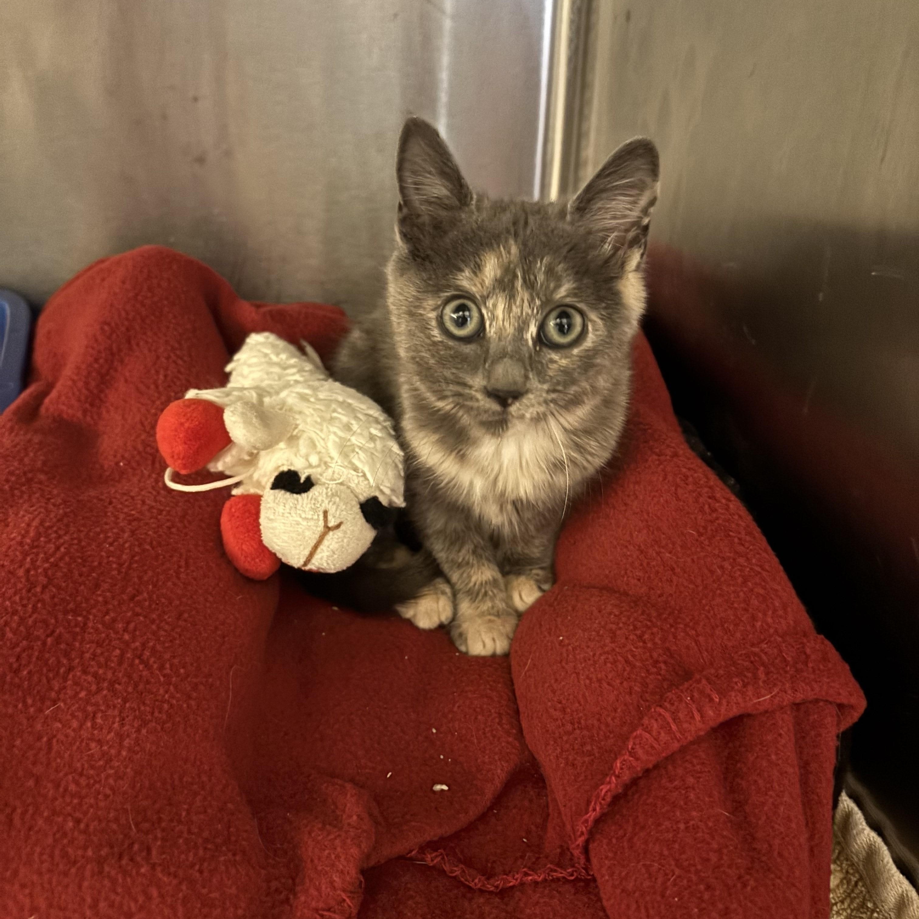 KITTEN: Cindy Lou, adopted, Kitten Female Domestic Short Hair.