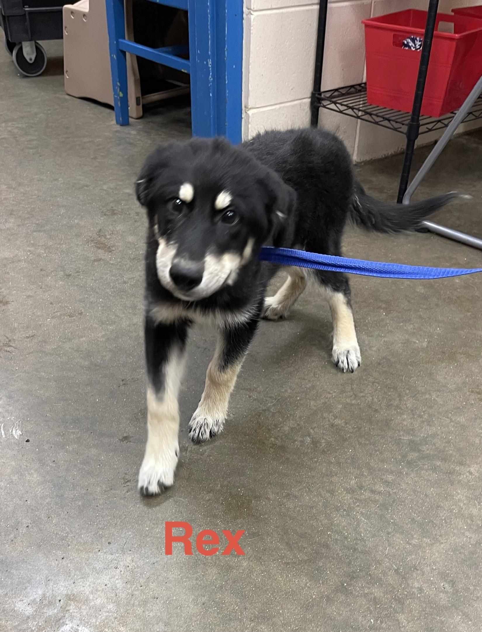 Rex, adopted, Young Male Shepherd.