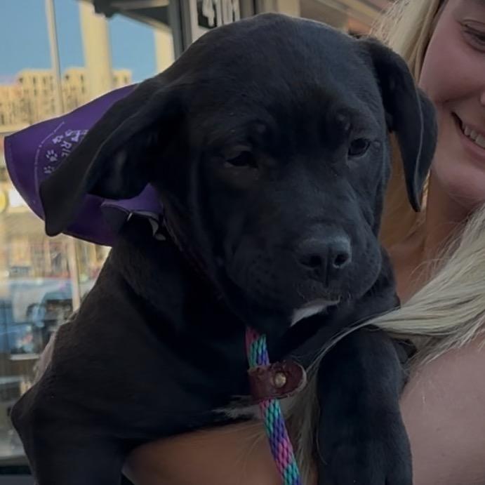 Chiarra, Adoptable, Adult Female English Bulldog & Black Labrador Retriever.