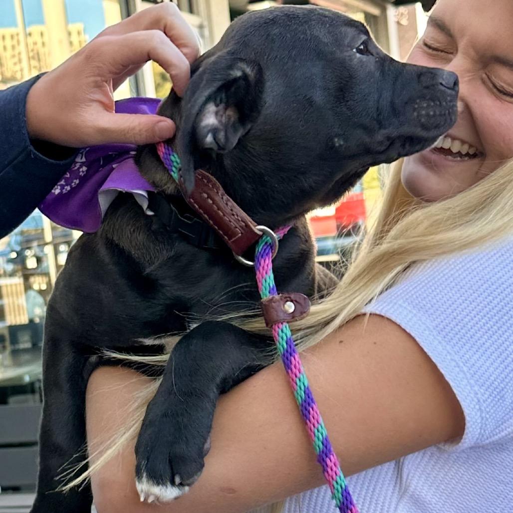 Enlarge Chiarra, a Adoptable mixed breed in Dallas, TX image 3/3