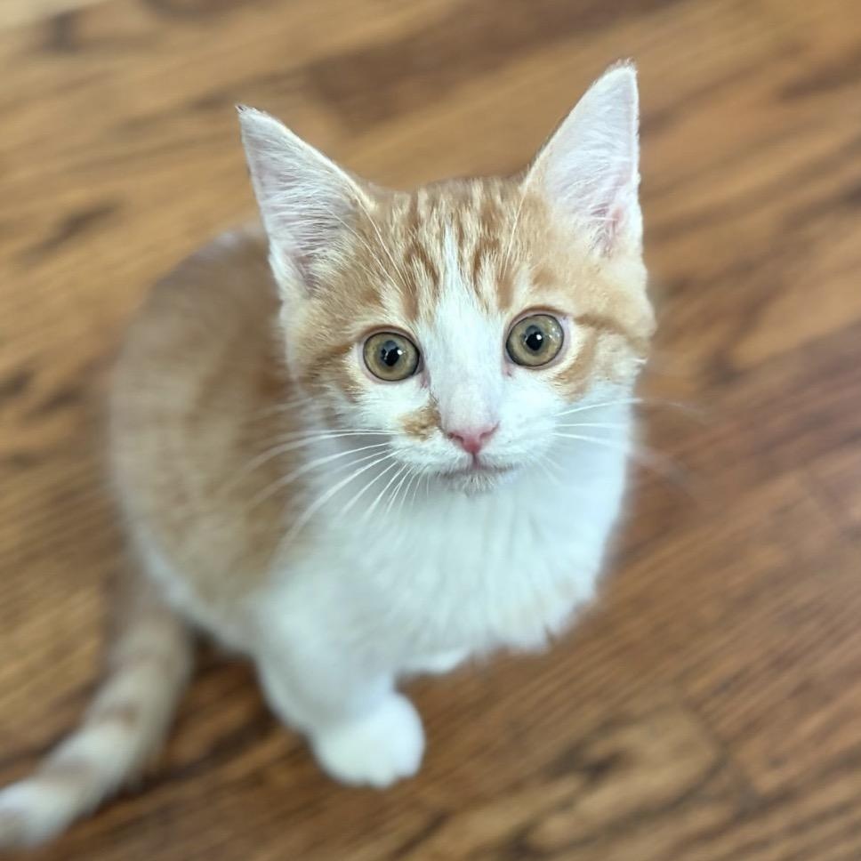 Enlarge Howie, an adopted Domestic Short Hair in Louisville, KY image 1/2