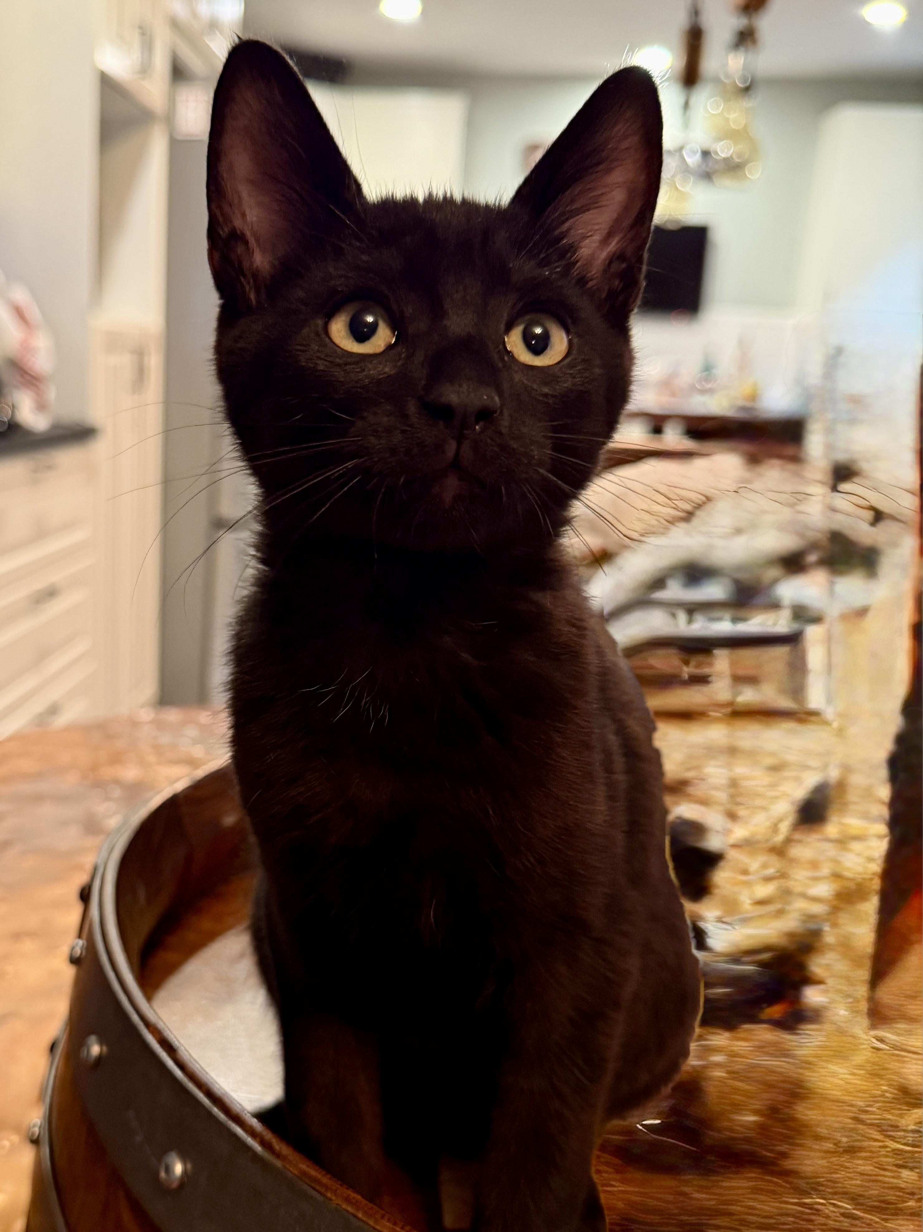 Rivet, Adoptable, Kitten Male Domestic Short Hair.