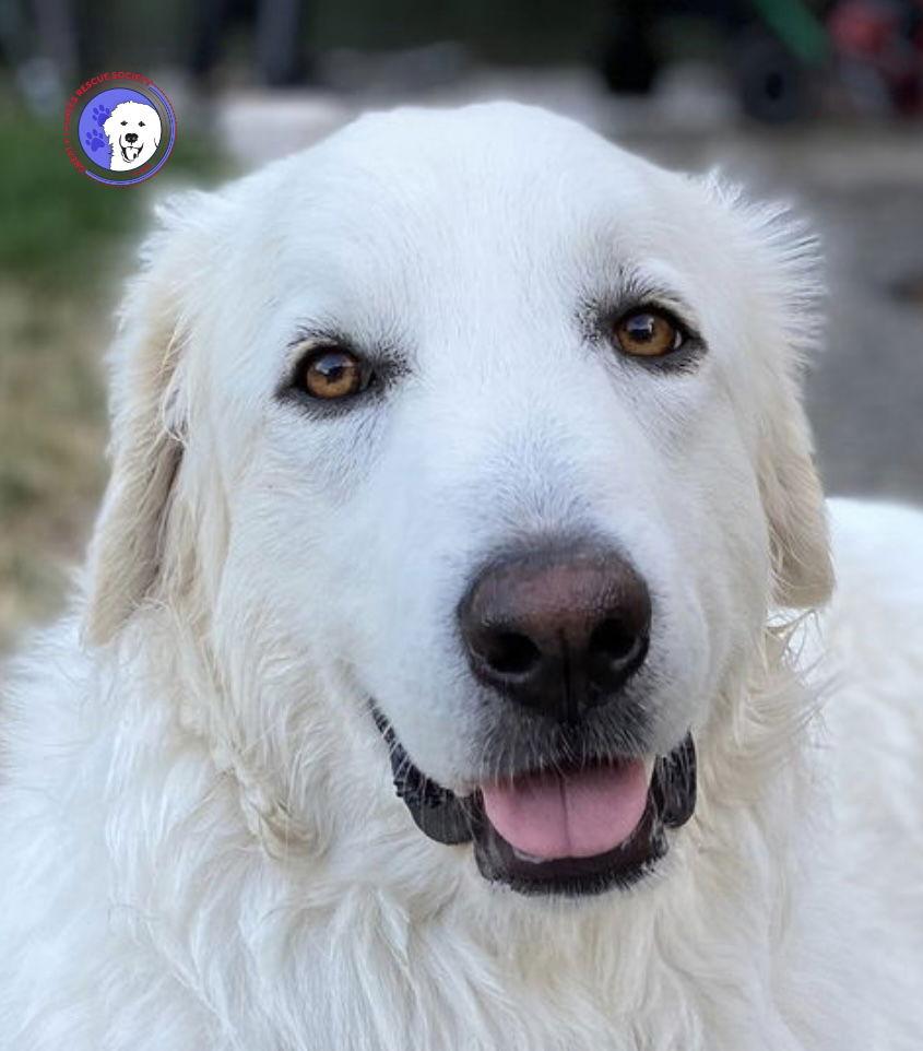 Howie, Adoptable, Senior Male Great Pyrenees.