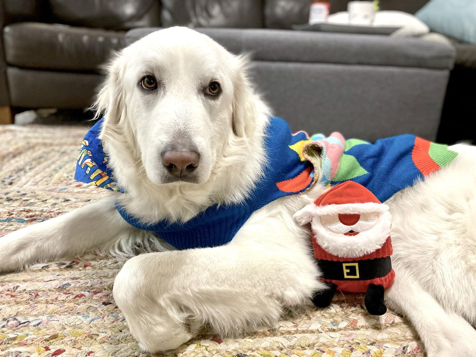 Howie, a Adoptable Great Pyrenees in Eugene, OR image 5/6