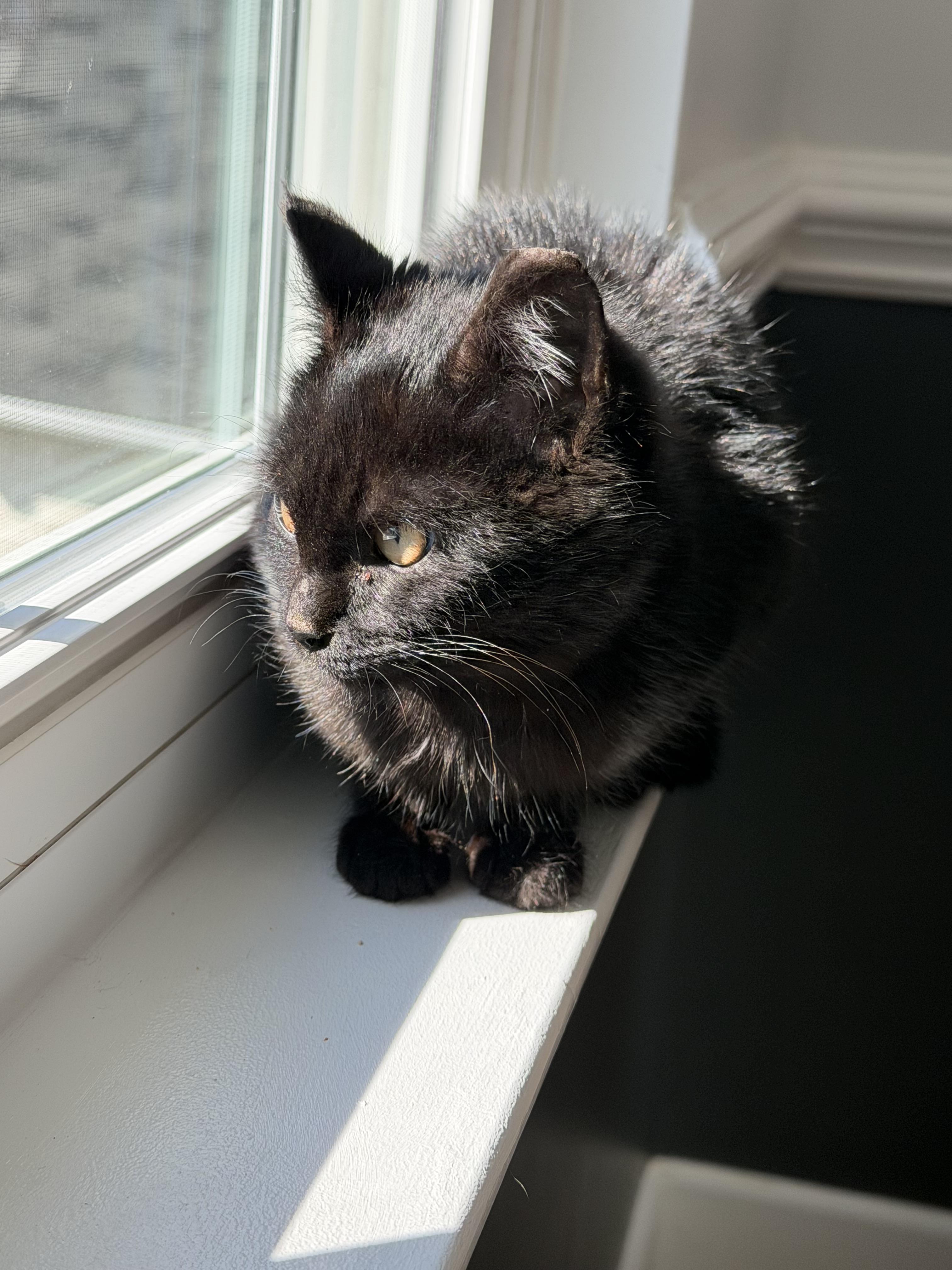 Enlarge Diamond , a ADOPTABLE Domestic Short Hair in Charlotte, NC image 6/6