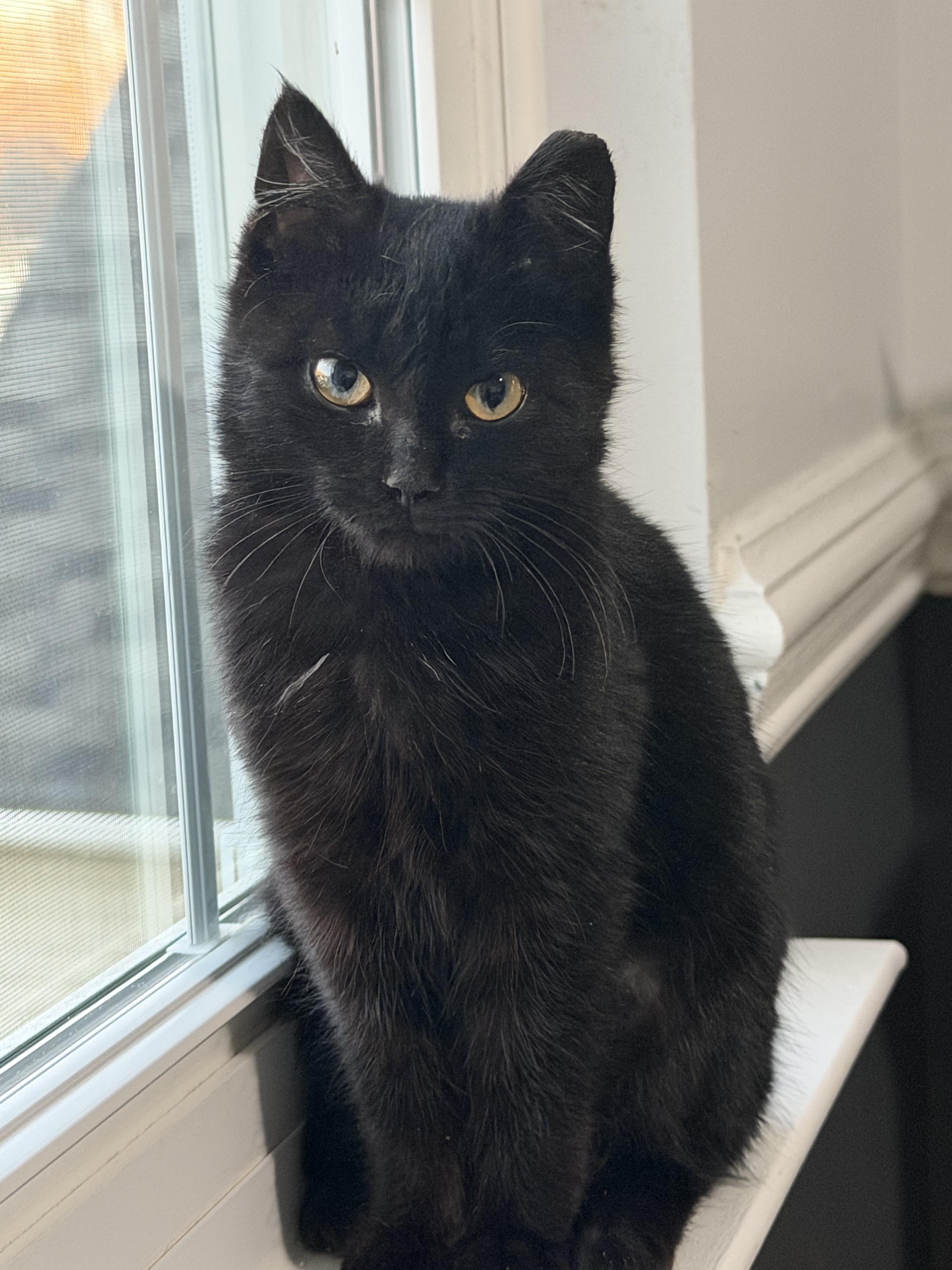 Enlarge Diamond , a ADOPTABLE Domestic Short Hair in Charlotte, NC image 3/6
