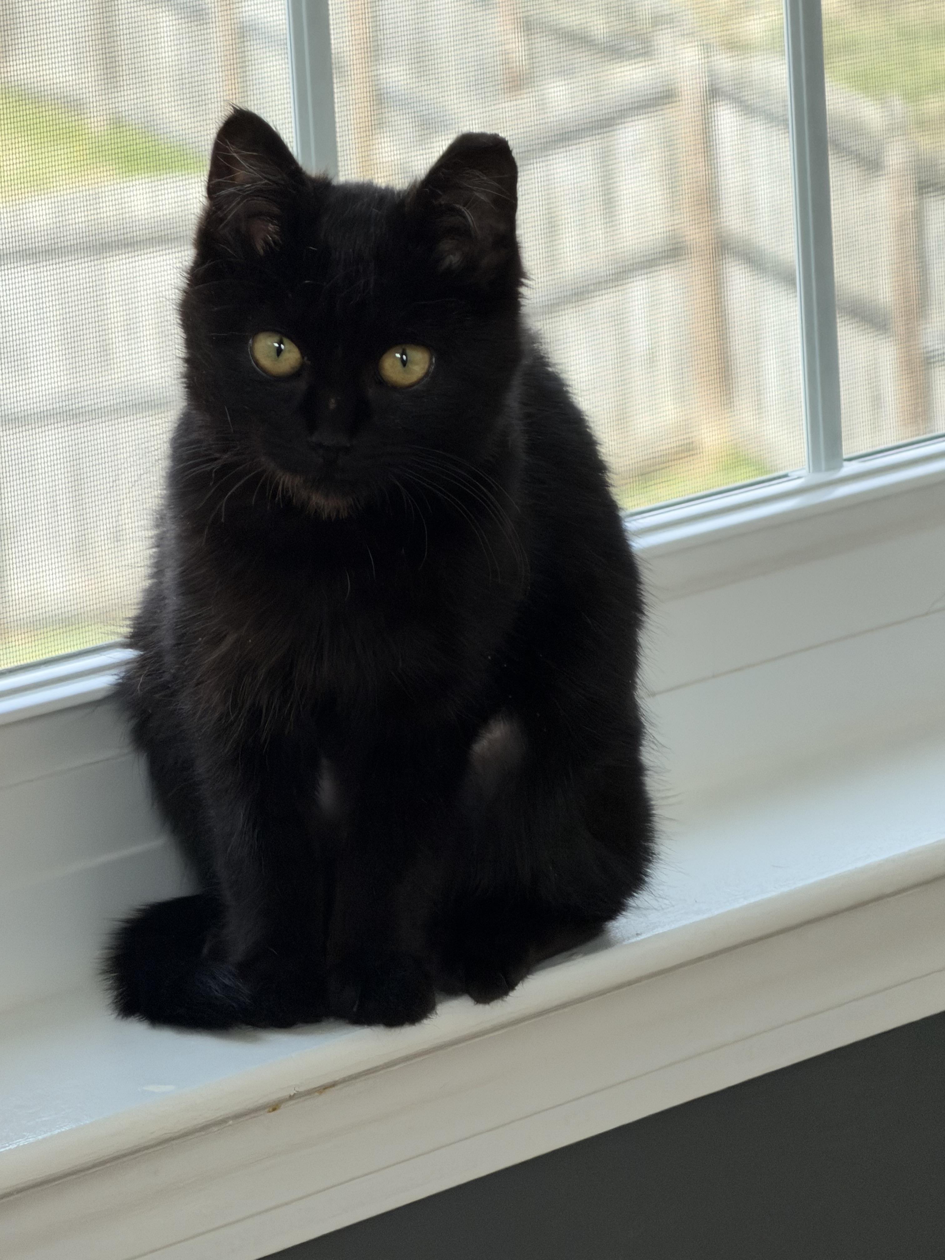 Enlarge Diamond , a ADOPTABLE Domestic Short Hair in Charlotte, NC image 2/6