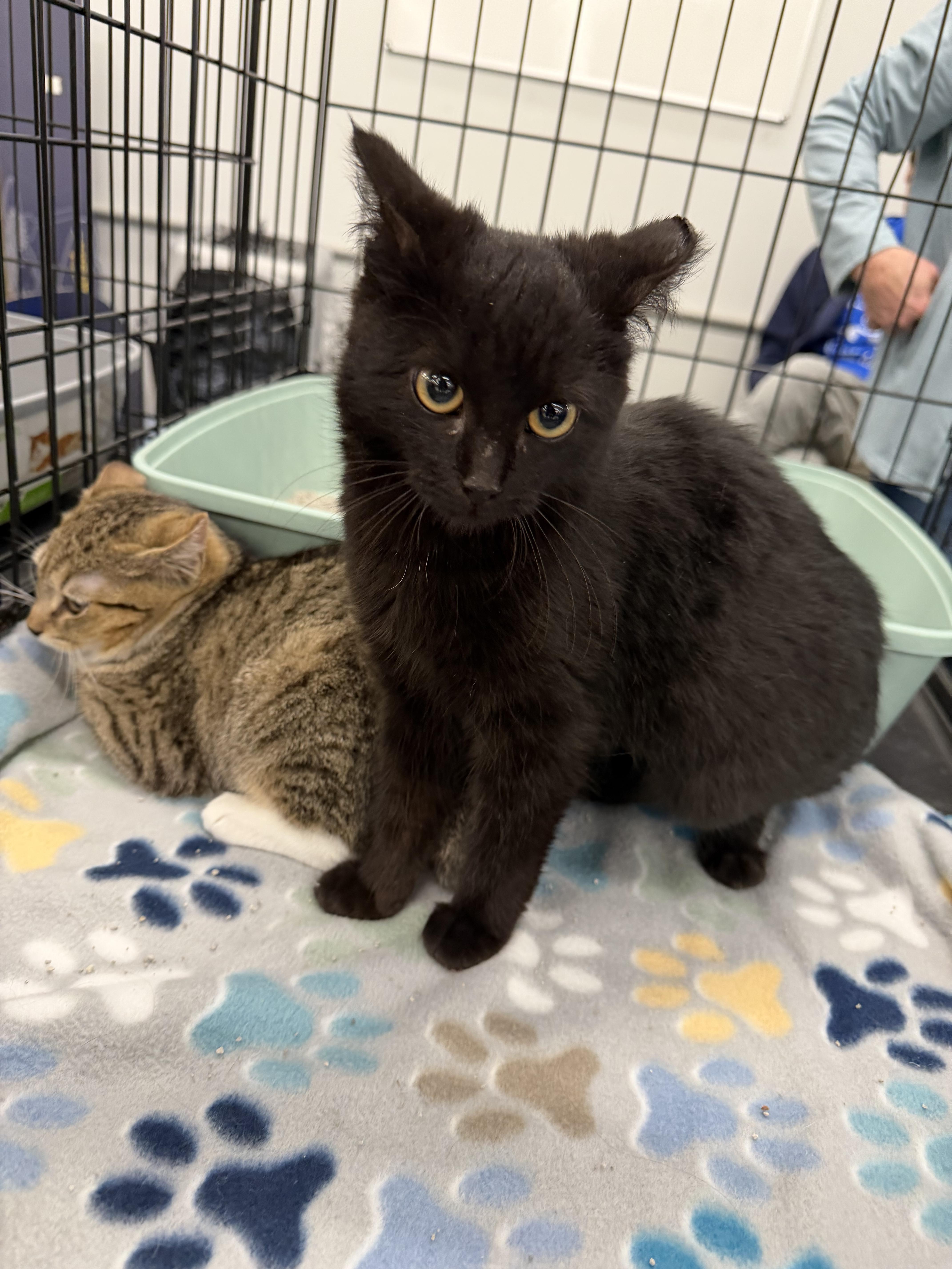 Enlarge Diamond , a ADOPTABLE Domestic Short Hair in Charlotte, NC image 5/6