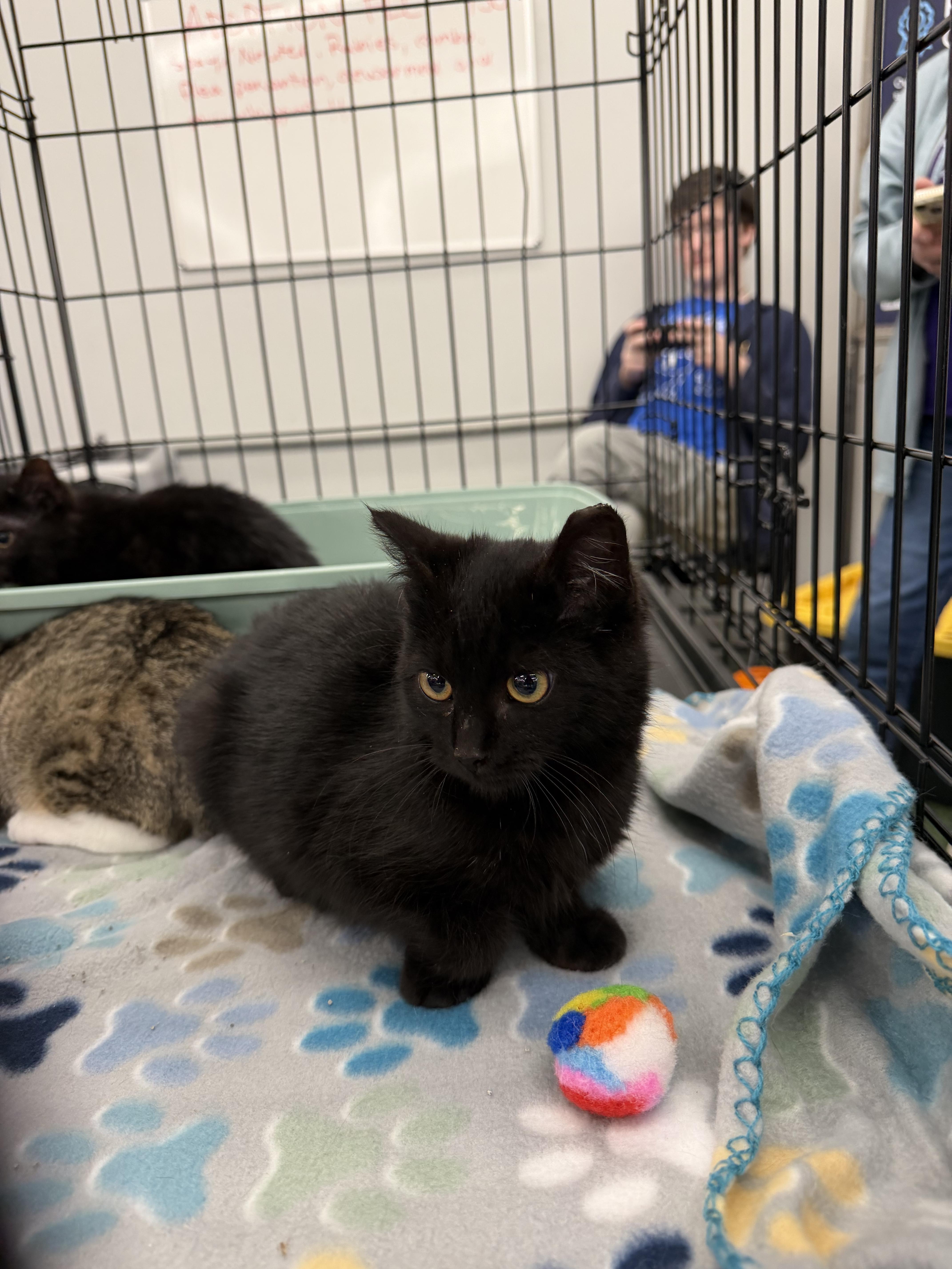 Diamond , ADOPTABLE, Kitten Female Domestic Short Hair.