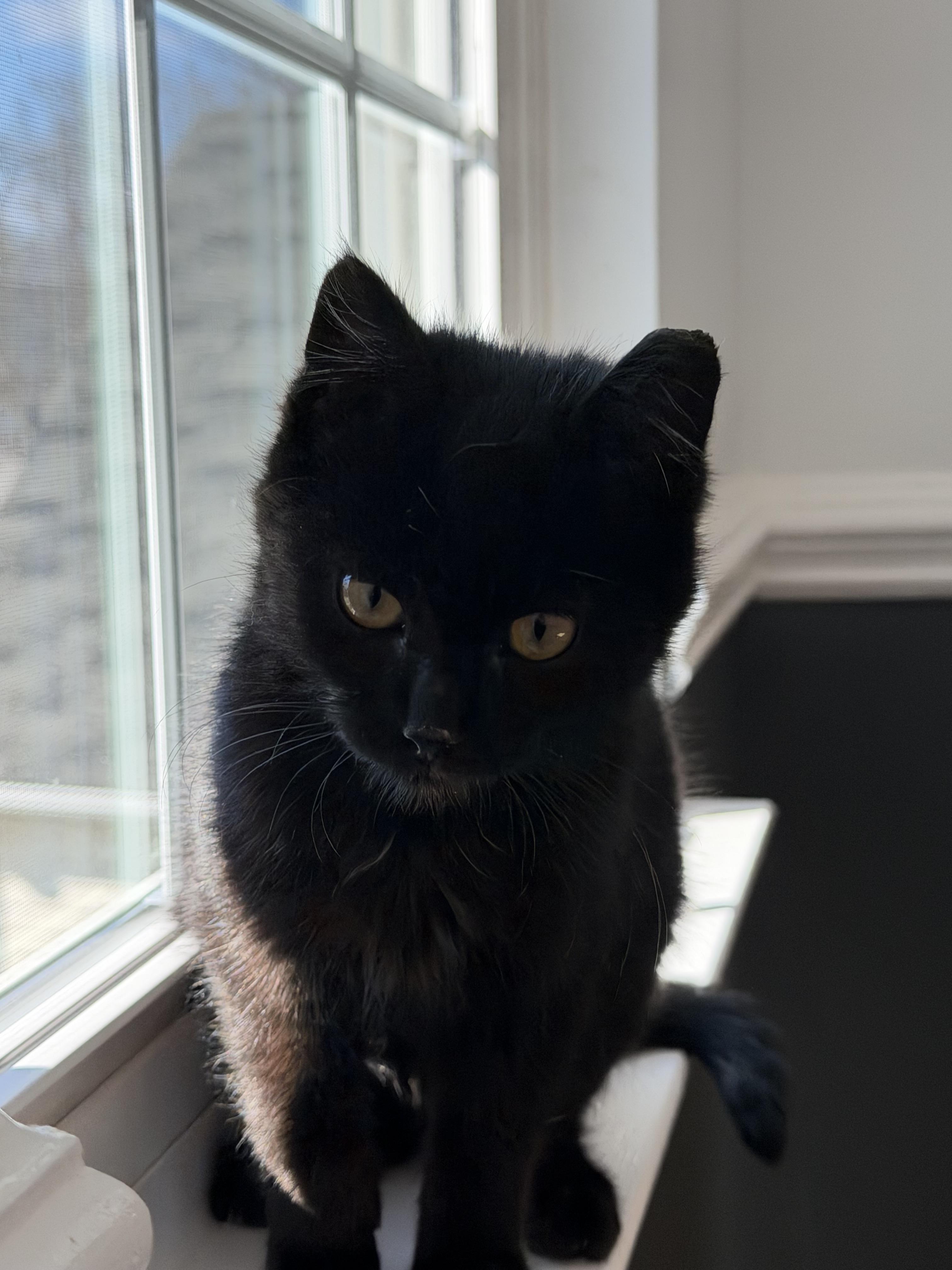 Enlarge Diamond , a ADOPTABLE Domestic Short Hair in Charlotte, NC image 4/6