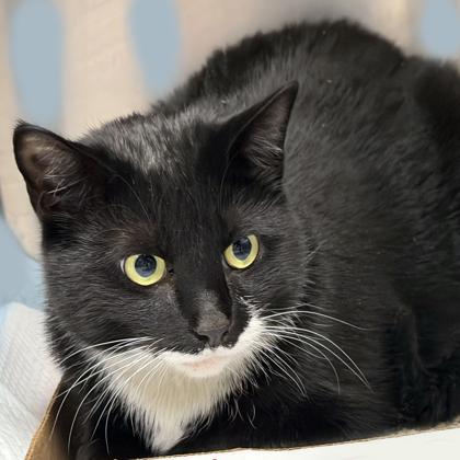 Enlarge Mickey, a Adoptable mixed breed in Voorhees, NJ image 1/3