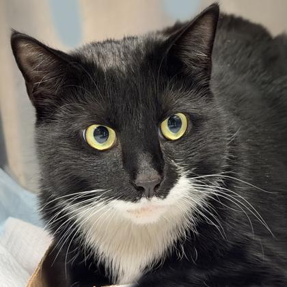 Enlarge Mickey, a Adoptable mixed breed in Voorhees, NJ image 3/3