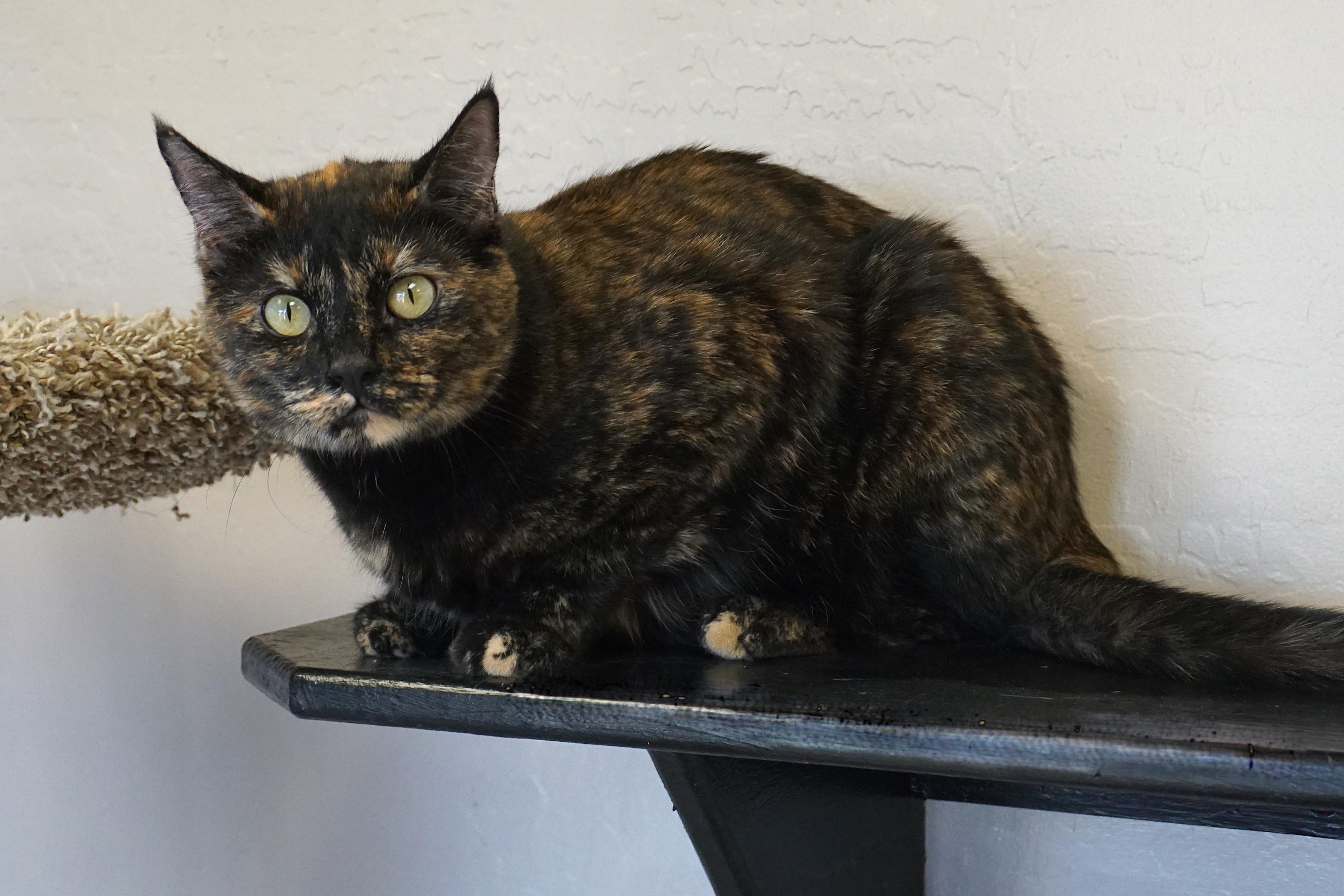 Pippa, an adoptable Domestic Short Hair, Tortoiseshell in Fountain Hills, AZ, 85268 | Photo Image 2