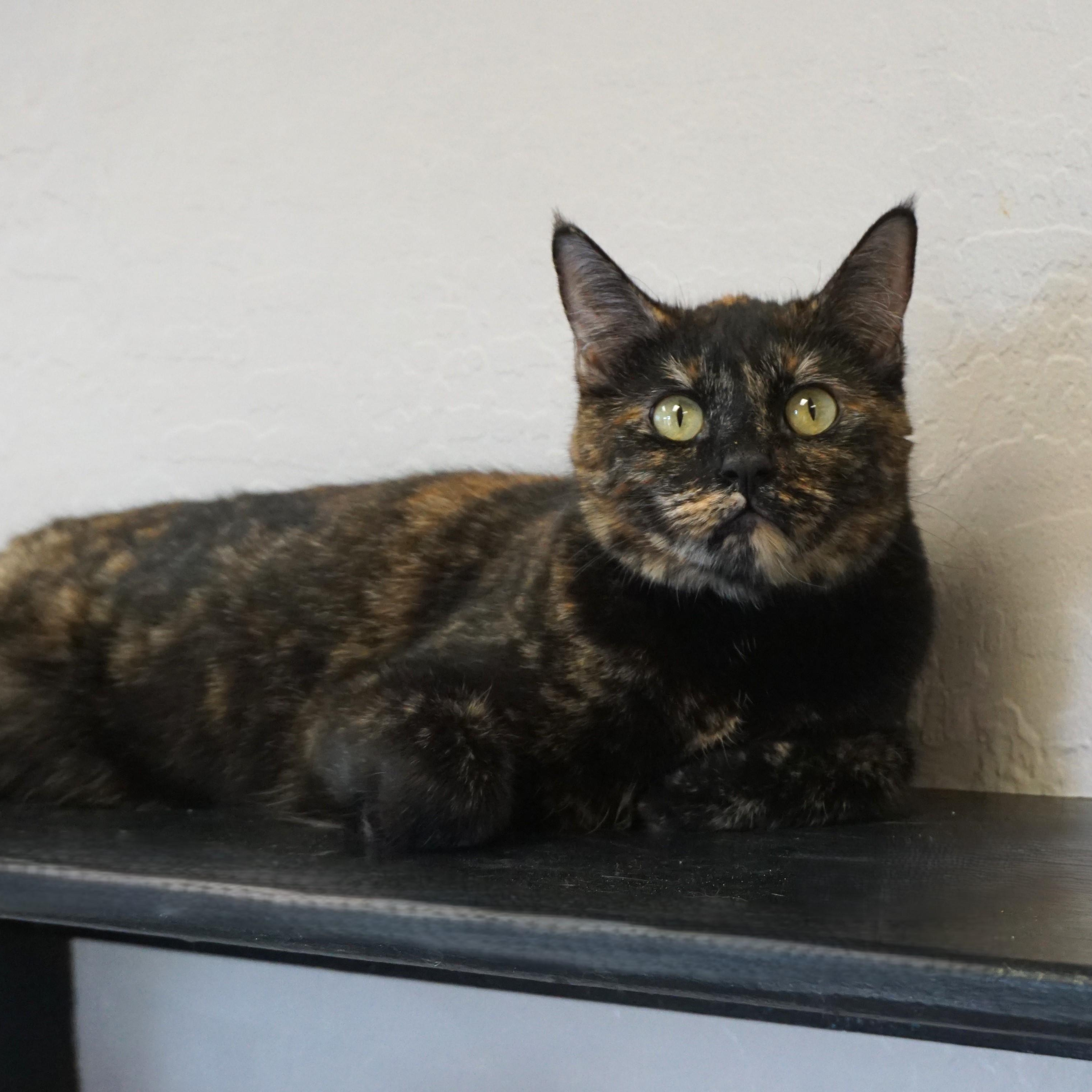 Pippa, an adoptable Domestic Short Hair, Tortoiseshell in Fountain Hills, AZ, 85268 | Photo Image 1