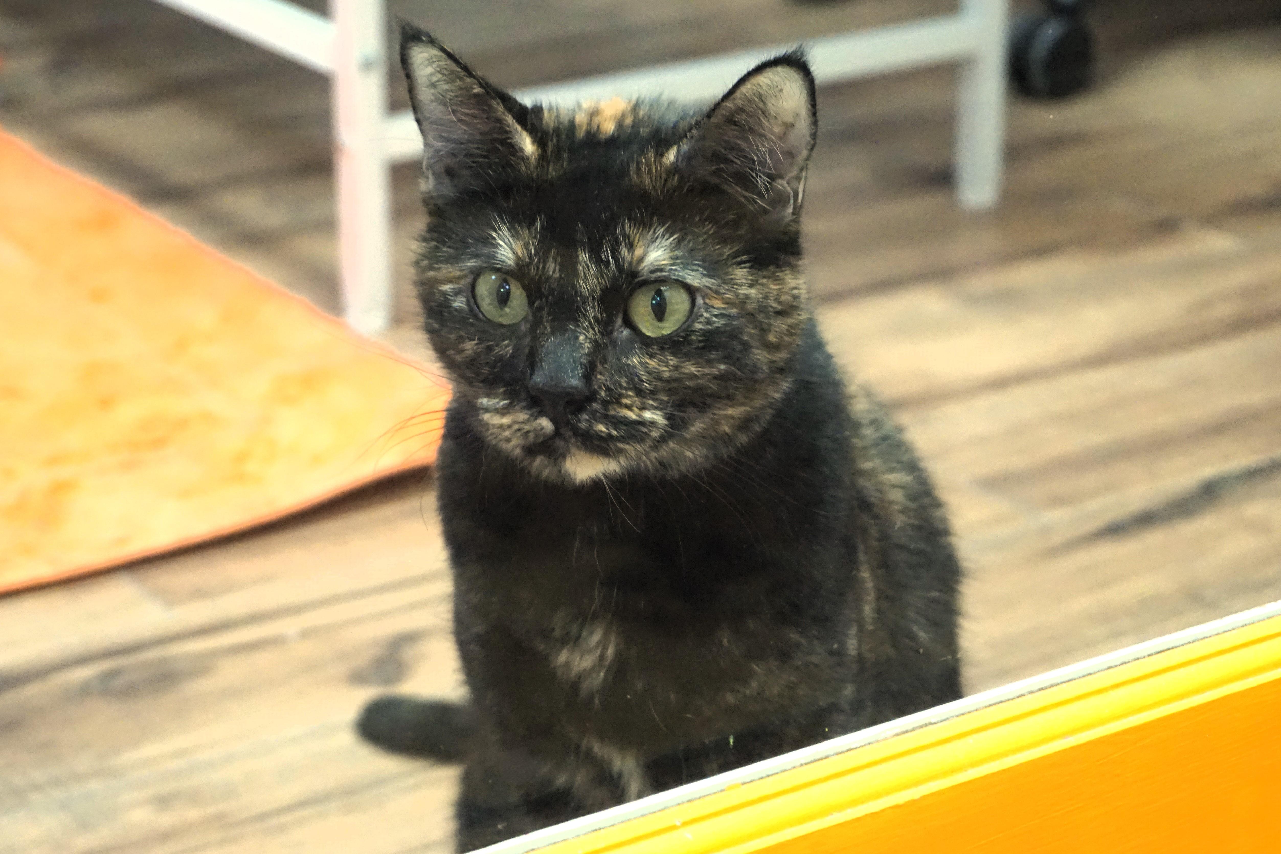 Pippa, an adoptable Domestic Short Hair, Tortoiseshell in Fountain Hills, AZ, 85268 | Photo Image 5
