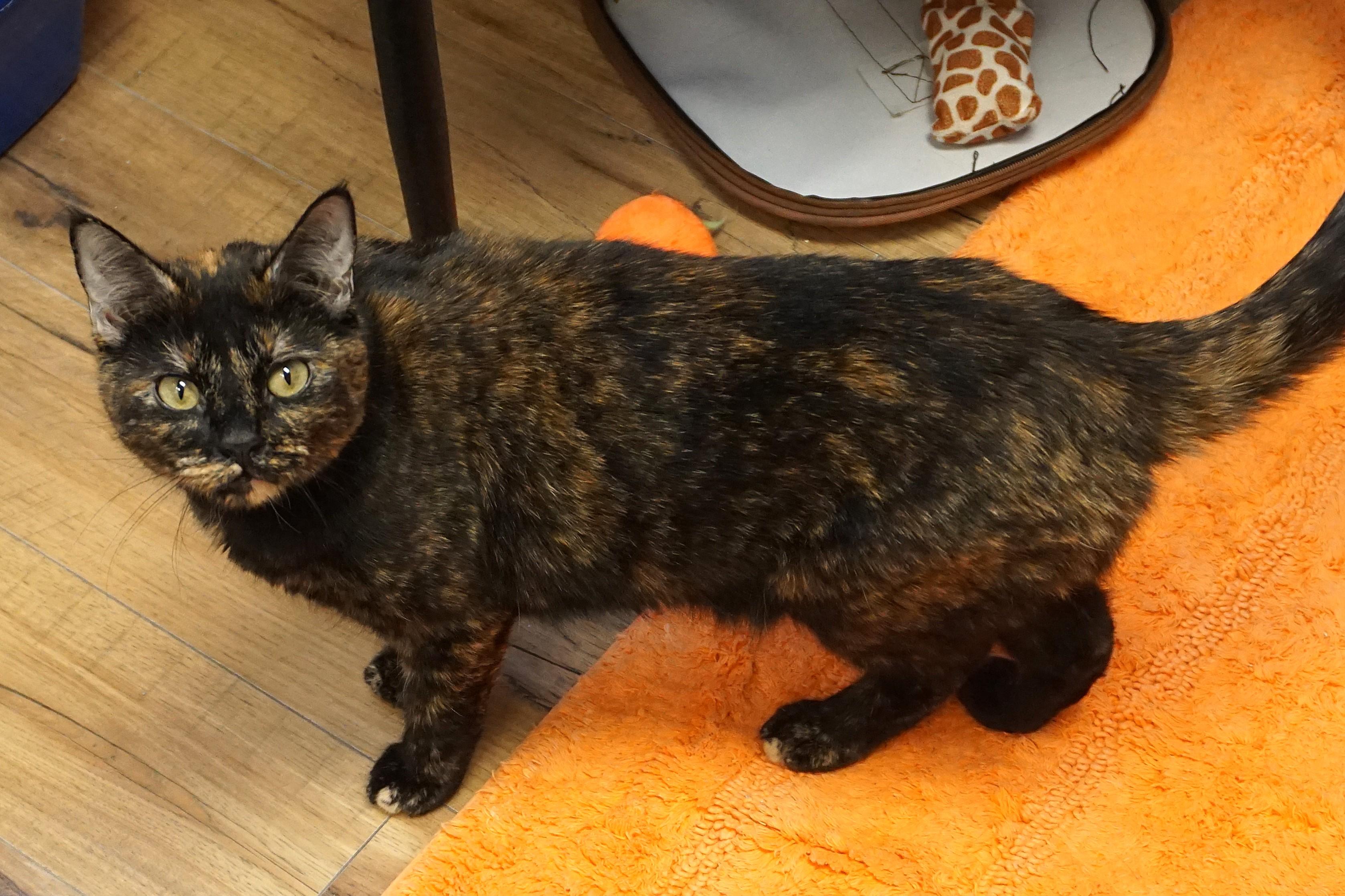 Pippa, an adoptable Domestic Short Hair, Tortoiseshell in Fountain Hills, AZ, 85268 | Photo Image 7