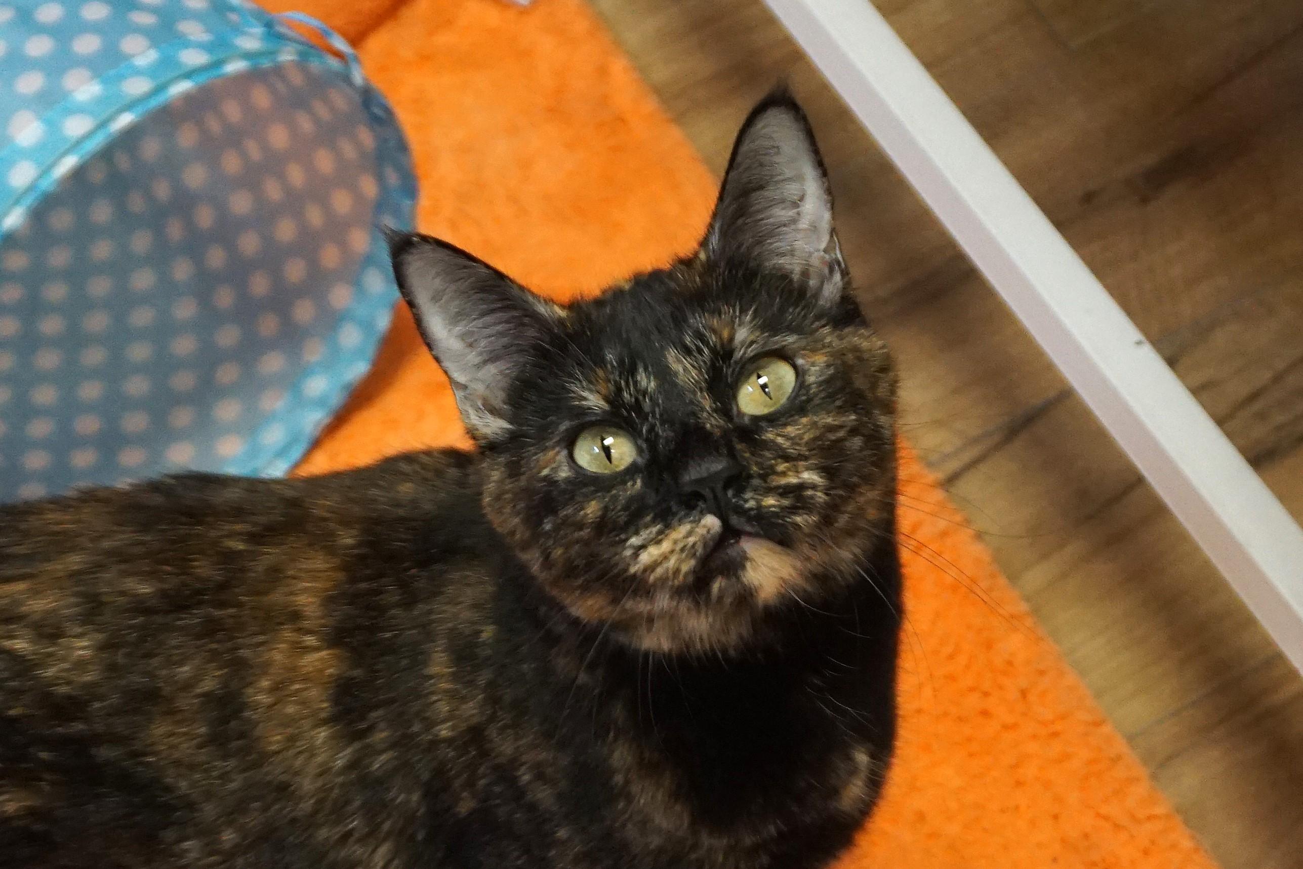 Pippa, an adoptable Domestic Short Hair, Tortoiseshell in Fountain Hills, AZ, 85268 | Photo Image 4