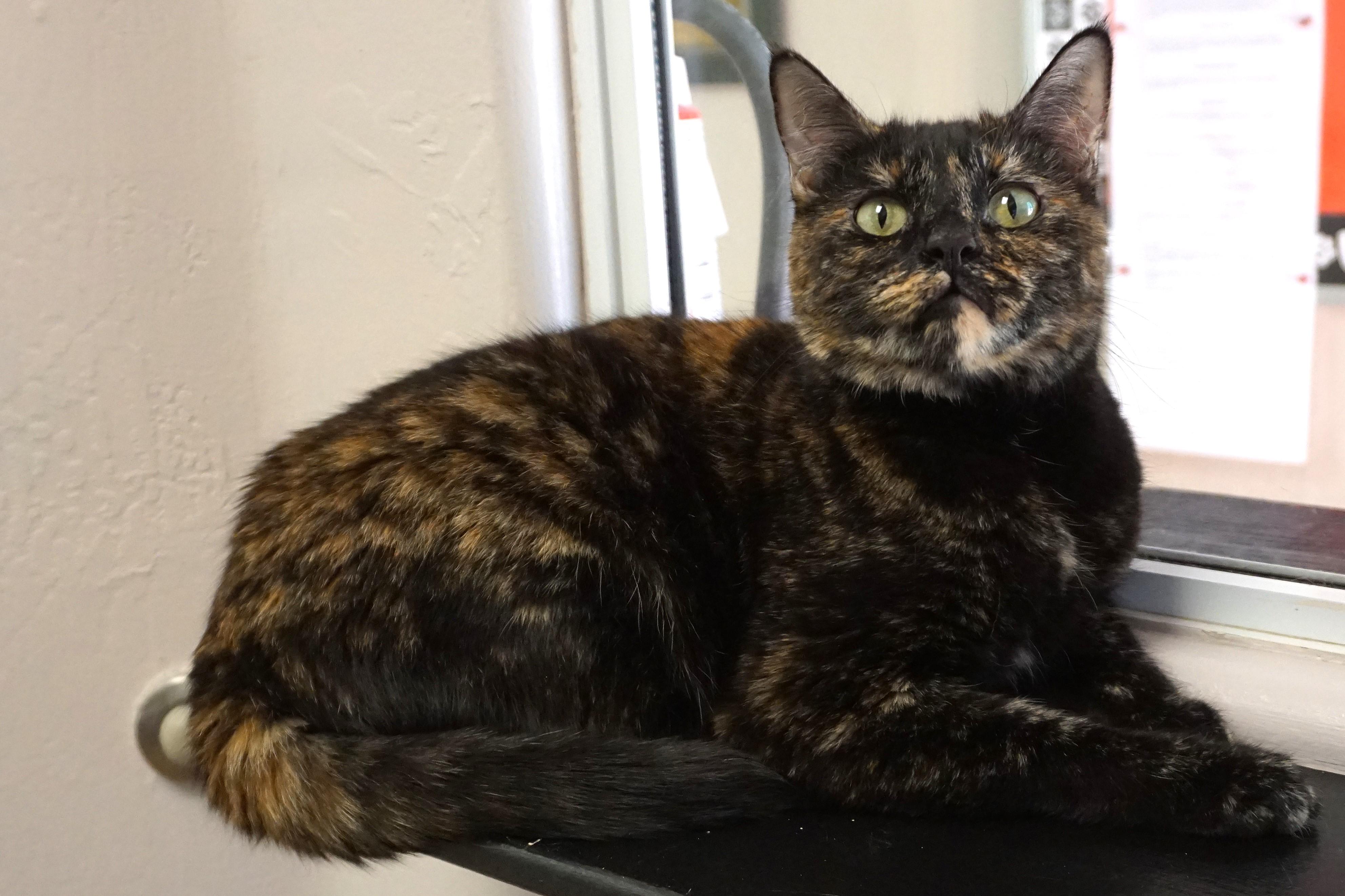 Pippa, an adoptable Domestic Short Hair, Tortoiseshell in Fountain Hills, AZ, 85268 | Photo Image 3
