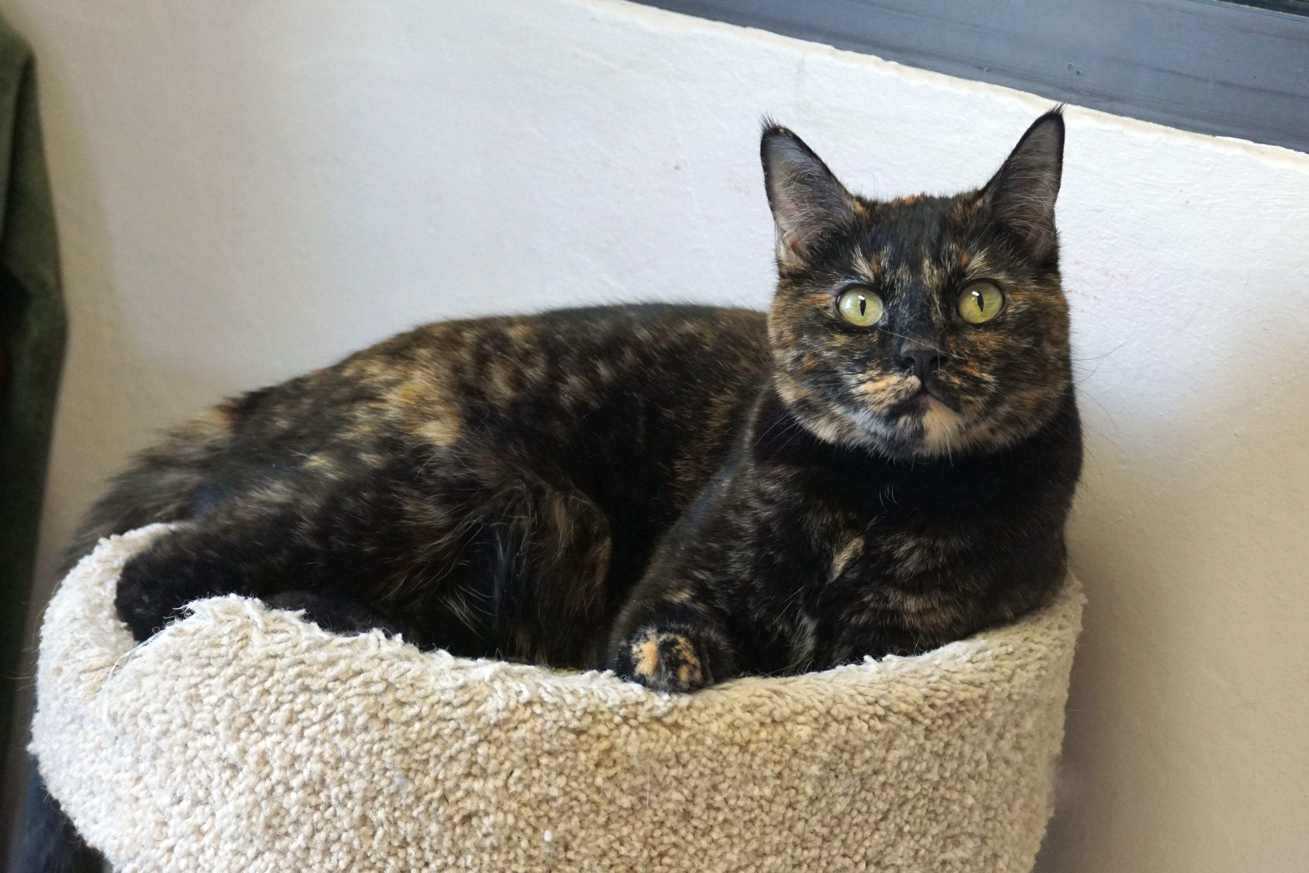 Pippa, an adoptable Domestic Short Hair, Tortoiseshell in Fountain Hills, AZ, 85268 | Photo Image 1