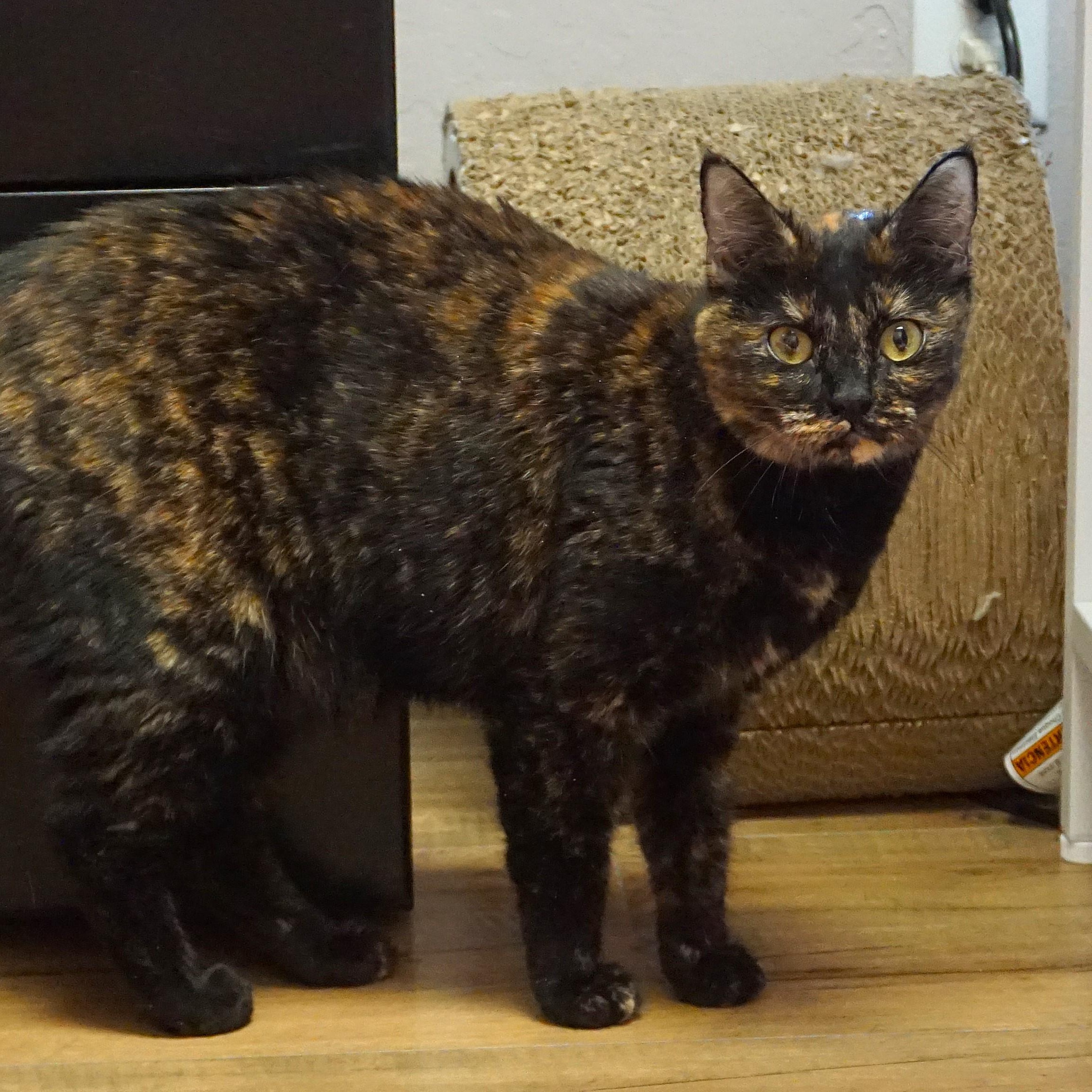 Pippa, an adoptable Domestic Short Hair, Tortoiseshell in Fountain Hills, AZ, 85268 | Photo Image 9