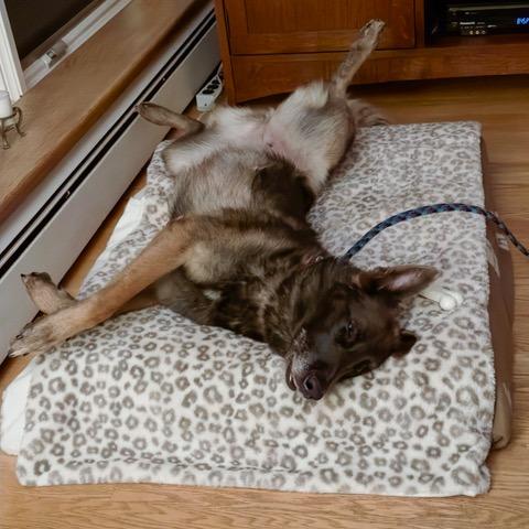 Enlarge Wilma, a Adoptable mixed breed in Deerfield, IL image 1/5