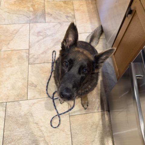 Enlarge Wilma, a Adoptable mixed breed in Deerfield, IL image 2/5